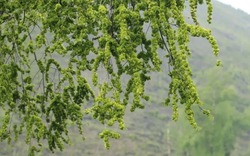 Người xưa dặn kỹ: 5 cây trước nhà KHÔNG nên chặt kẻo tán tài, con cháu lụi bại