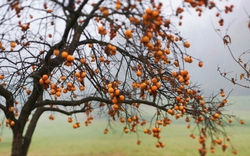 Loại cây tượng trưng cho thịnh vượng và may mắn: Trồng 1 cây trong nhà thêm được 10 lợi ích sức khỏe