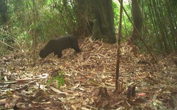Đặt camera giữa rừng sâu, các nhà bảo tồn bất ngờ phát hiện loài vật cực kỳ quý hiếm vắng bóng hơn 20 năm