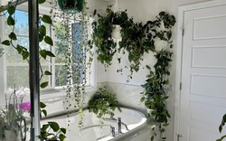 Để loại cây này trong nhà tắm, nấm mốc sẽ biến mất, không khí khô thoáng hơn: Mùa đông càng nên trồng