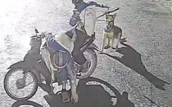 Nhóm trộm chó manh động, dùng vỏ chai thủy tinh và ớt bột chống trả người truy bắt