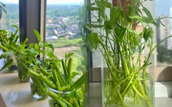 Giá rau tăng vùn vụt, chị em rủ nhau trồng rau muống thủy canh: Cắm cọng rau vào nước là có cả bình ăn mệt nghỉ