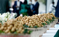 Đặc sản triệu đô của Việt Nam được Trung Quốc siêu mê, mệnh danh là 'vương giả chi quả', diện tích trồng hơn 68.000 ha