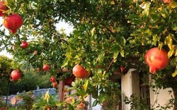 Ông bà dặn con cháu: Trông sân biết lộc, nhìn ngõ rõ phúc - Sân nhà có 5 cây này, cả năm chẳng lo nghèo