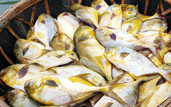 Loại cá "quý tộc” ngon nhất biển cả, giàu đạm gấp đôi trứng gà, ít chất béo xấu: Nấu cực đơn giản vẫn ngon tròn vị