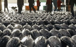 Một loại ‘siêu thực phẩm’ của Việt Nam đang được Nga cực kỳ ưa chuộng: Ưu đãi thuế nhập khẩu 0%, hơn 75 thị trường đang là khách ruột