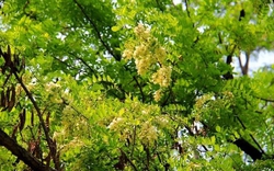 Người xưa dặn: Tránh xa 5 loại cây “âm” này vì dễ rước vận xấu vào nhà