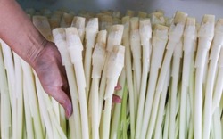 5 loại rau đặc sản miền Tây: Ăn 1 lần là nhớ mãi, đi chợ mà thấy phải MUA ngay