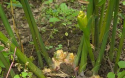 "Mỏ vàng" dưới lòng đất ở vùng cực Bắc Tổ quốc giúp nông dân có trong tay hàng trăm triệu/vụ