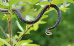 10 loại cây vô tình "gọi" rắn tới nhà: Nhiều gia đình trồng mà không biết