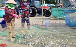 Hình ảnh ngư dân TP HCM trúng mùa cá mai "lộc trời"