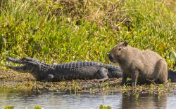 Tại sao cá sấu hiếm khi ăn chuột lang nước: Bí ẩn về loài gặm nhấm điềm tĩnh nhất hành tinh?