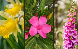 10 loại cây cực kỳ nguy hiểm, tuyệt đối không được trồng trong nhà, thậm chí ngoài sân