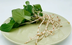 Loại rau người Trung Quốc ví là "rau thần": Mọc đầy Việt Nam nhưng nhiều người sợ không ăn