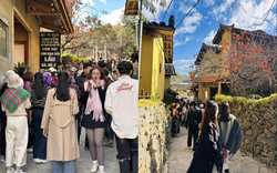 Cây hồng "khổ nhất" Việt Nam: Cả nghìn người kéo tới check-in mỗi ngày