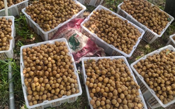 Sau sầu riêng, Lào sắp trở thành đối thủ của một loại trái cây Việt Nam tại Trung Quốc, nước ta đứng thứ 2 thế giới về xuất khẩu