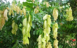 Loại lá dân dã bị quên lãng, nay khiến thực khách săn lùng vì vị ngon "lạ thường"