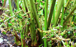 Loại hạt đắt đỏ bậc nhất thế giới, 2 triệu đồng/kg chỉ hơn 10 nước trồng được, ở Việt Nam cũng có