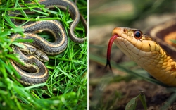 5 dấu hiệu trong sân vườn cho thấy có rắn đang trú ngụ nhưng nhiều người không biết