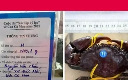 'Vua cua' Cà Mau suýt mất ngôi phút chót