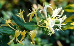 Những loại cây không nên trồng ở ban công theo quan niệm phong thủy