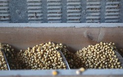 Trung Quốc quay lưng dừng nhập khẩu, Mỹ tăng mạnh đưa một mặt hàng vào Việt Nam với giá siêu rẻ, nước ta tiêu thụ thứ 3 thế giới