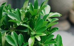 Loại cây "hút" tài lộc và phú quý: Trồng 1 cây trong nhà, vừa đuổi muỗi, vừa làm thuốc chữa bệnh