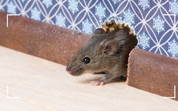 Đây là cách đuổi chuột hiệu quả nhất: Làm 1 lần, 60 ngày sau chuột không dám bén mảng