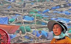 Bán tôm hùm 150.000 đồng/kg sau lũ dữ, người dân Đắk Lắk trắng tay