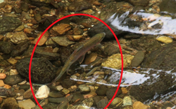 Nghệ An có một loài cá được gọi là "lộc suối" cả làng cùng canh giữ, lắp camera giám sát 24/24h