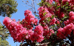 Loại cây mang tới phúc khí, thịnh vượng và bình an: Trồng một cây trong nhà có thuốc quý toàn năng