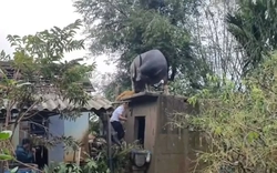 Hy hữu: Trâu “chờ” chủ trên mái nhà sau lũ