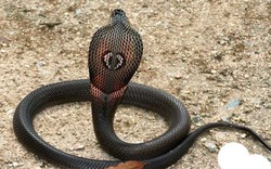 3 chỗ trong nhà rắn thích trú nhất