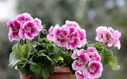 8 loại cây cảnh không phù hợp đặt ở phòng làm việc