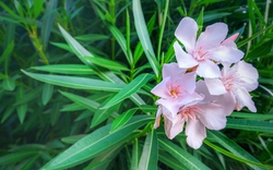 Đặt 3 loại cây lá mềm trước cửa là “mời xui vào nhà”, càng để lâu càng hao tài