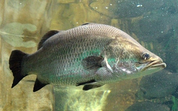 1 bộ phận của cá là biểu tượng của sự giàu có tại Trung Quốc: Cực bổ dưỡng nhưng người Việt hay vứt đi