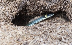 10 dấu hiệu cho thấy rắn có thể đã bò vào nhà hoặc sân vườn, gia chủ cần biết để giữ an toàn