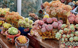 Trồng sen đá, xương rồng là tụ tài hay phá tài? Câu trả lời không chỉ nằm ở cái chậu cây