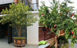 Sân nhà trồng 3 loại cây này: Càng trồng càng thấy nhà ấm, lộc về kín cổng