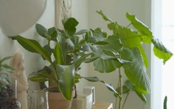 Ông bà dặn: "Nhà có cây mát, người có phúc dày" - Trồng 5 cây này quý nhân chắc chắn ghé thăm