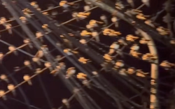 Ngành chức năng nói gì hiện tượng hàng ngàn con chim én đậu chằng chịt trên dây điện ở Cần Thơ?