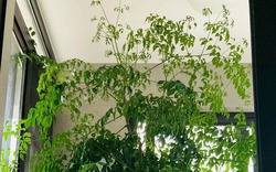 4 cây càng trồng càng rước họa, nhiều nhà vô tình phạm mà không biết