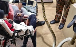 Nữ nhân viên bị trăn dài 2 mét cắn khi đang sử dụng nhà vệ sinh