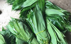 Loại lá Việt Nam từng “cho không ai lấy”, nay được Trung Quốc bao tiêu, giúp dân "hái" tiền tỷ