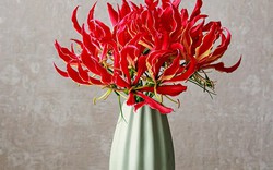 Loài hoa đẹp kỳ lạ mọc đầy ở Việt Nam: Vườn Quốc gia đưa cảnh báo tuyệt đối không được sờ hay hái