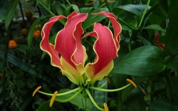 Nhà đang yên ấm thì ĐỪNG trồng 4 cây này kẻo tiền bạc đội nón ra đi