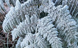 Y Tý xuất hiện băng giá, những tán cây rừng đẹp kỳ ảo