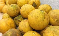 Mua bưởi, cứ học thuộc mẹo này là biết ngay bưởi ngon hay bưởi dở