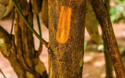 Một loại ‘vàng nâu’ quý báu của thế giới nhưng Việt Nam trồng bạt ngàn: Từ thân đến là đều ra tiền, thu về gần 250 triệu USD kể từ đầu năm