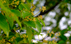 Loại cây "hút" tài lộc, mang lại bình an: Vừa giúp đuổi muỗi, vừa làm thuốc quý